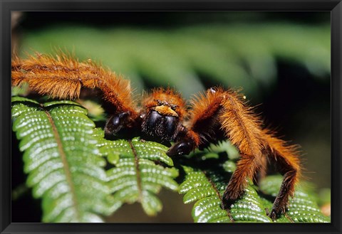 Framed Close-up of Tarantula on Fern, Madagascar Print