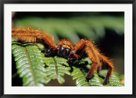 Framed Close-up of Tarantula on Fern, Madagascar Print