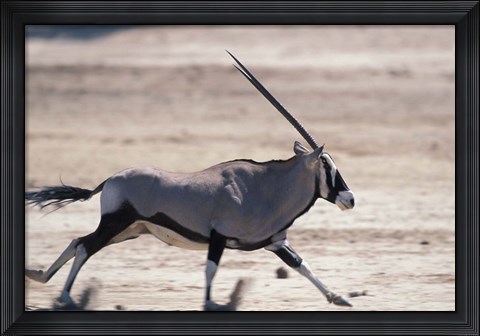 Framed Gemsbok Runs Along Dry Salt Pan, Etosha National Park, Namibia Print