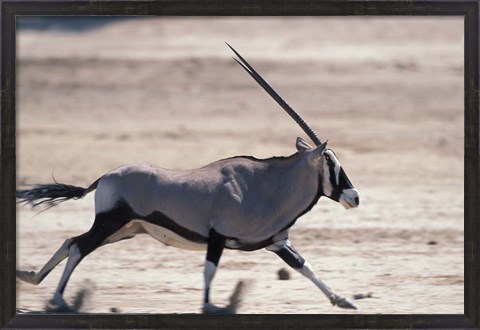 Framed Gemsbok Runs Along Dry Salt Pan, Etosha National Park, Namibia Print