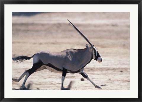 Framed Gemsbok Runs Along Dry Salt Pan, Etosha National Park, Namibia Print