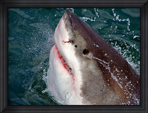 Framed Great White Shark breaks the surface of the water in Capetown, False Bay, South Africa Print