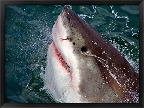 Framed Great White Shark breaks the surface of the water in Capetown, False Bay, South Africa Print