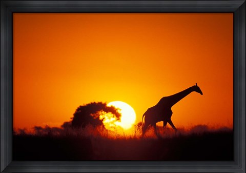 Framed Giraffe Walks Past Setting Sun, Chobe River, Chobe National Park, Botswana Print