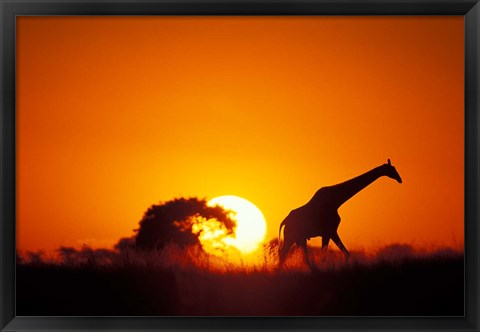 Framed Giraffe Walks Past Setting Sun, Chobe River, Chobe National Park, Botswana Print