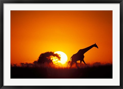 Framed Giraffe Walks Past Setting Sun, Chobe River, Chobe National Park, Botswana Print