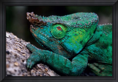 Framed Chameleons in the Analamazaotra National Park, Madagascar Print