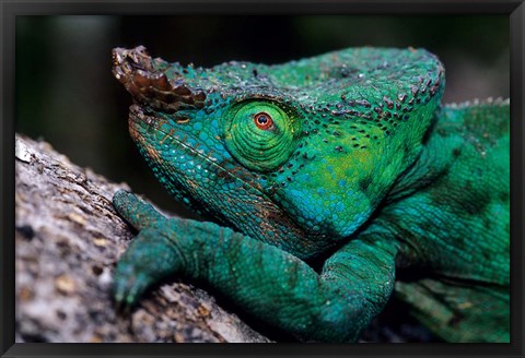 Framed Chameleons in the Analamazaotra National Park, Madagascar Print