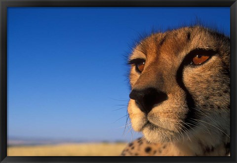 Framed Africa, Kenya, Masai Mara, Cheetah on savanna Print