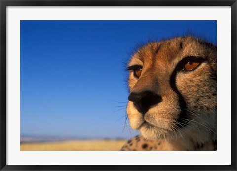 Framed Africa, Kenya, Masai Mara, Cheetah on savanna Print