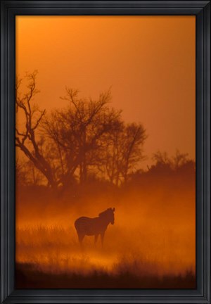 Framed Burchell&#39;s Zebra at Sunset, Okavango Delta, Botswana Print