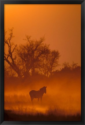 Framed Burchell&#39;s Zebra at Sunset, Okavango Delta, Botswana Print