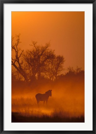 Framed Burchell&#39;s Zebra at Sunset, Okavango Delta, Botswana Print