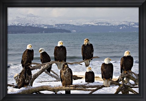 Framed Bald Eagles in Winter, Homer, Alaska Print