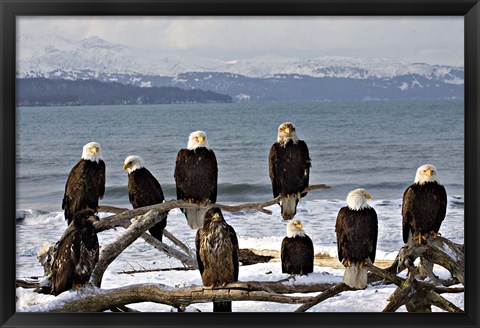 Framed Bald Eagles in Winter, Homer, Alaska Print