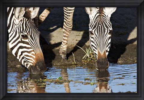 Framed Burchell&#39;s Zebras Drinking, Tanzania Print