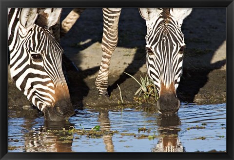 Framed Burchell&#39;s Zebras Drinking, Tanzania Print