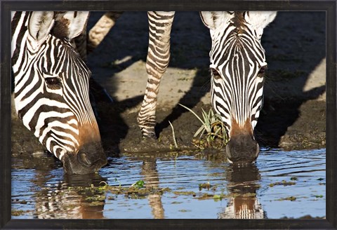 Framed Burchell&#39;s Zebras Drinking, Tanzania Print