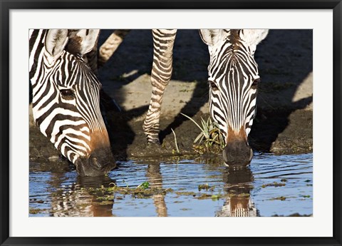 Framed Burchell&#39;s Zebras Drinking, Tanzania Print