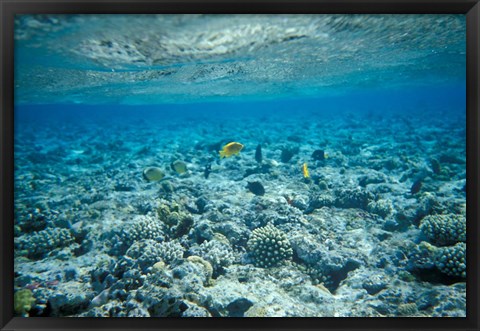 Framed Crystal Clear Waters and Sea Life of the Red Sea, Egypt Print