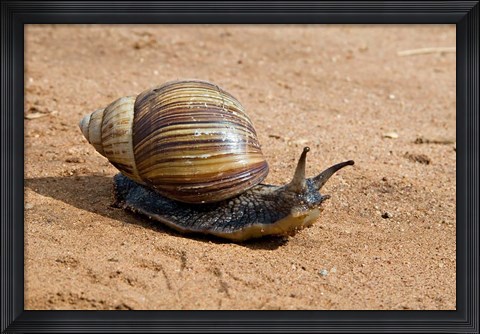 Framed Giant African Land Snail, Tanzania Print