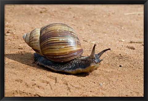 Framed Giant African Land Snail, Tanzania Print