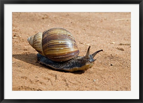 Framed Giant African Land Snail, Tanzania Print