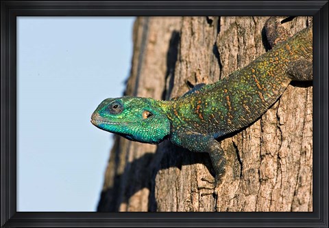 Framed Green-Headed Agama Lizard, Tanzania Print