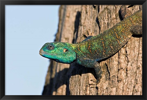 Framed Green-Headed Agama Lizard, Tanzania Print