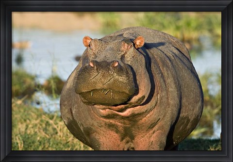 Framed Hippopotamus, Tanzania Print