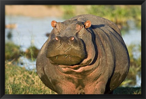 Framed Hippopotamus, Tanzania Print