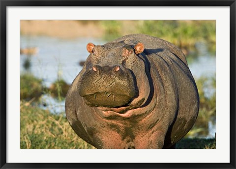 Framed Hippopotamus, Tanzania Print