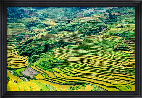 Framed China, Yuanjiang, Cloudy Sea Terrace, Agriculture Print