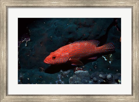 Framed Coral hind at Elphinstone Reef, Red Sea, Egypt Print