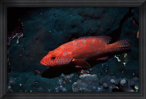 Framed Coral hind at Elphinstone Reef, Red Sea, Egypt Print