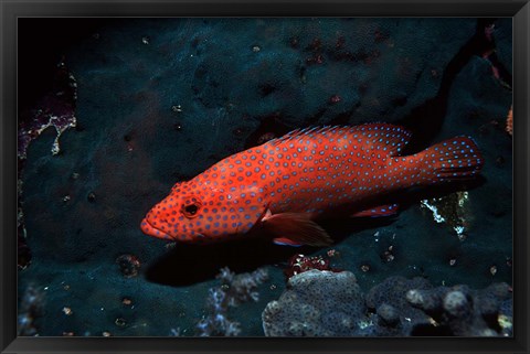 Framed Coral hind at Elphinstone Reef, Red Sea, Egypt Print