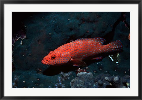 Framed Coral hind at Elphinstone Reef, Red Sea, Egypt Print