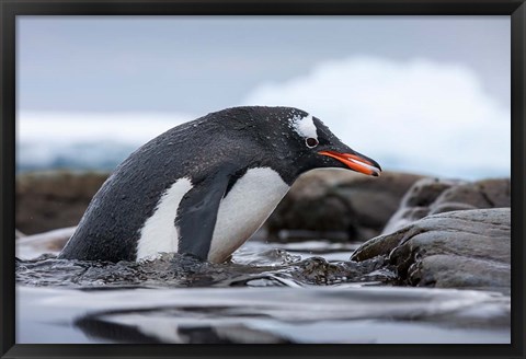 Framed Antarctica, Cuverville Island, Gentoo Penguin climbing from water. Print