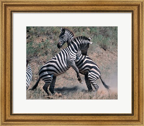 Framed Fighting Burchell&#39;s Zebra, Serengeti, Tanzania Print