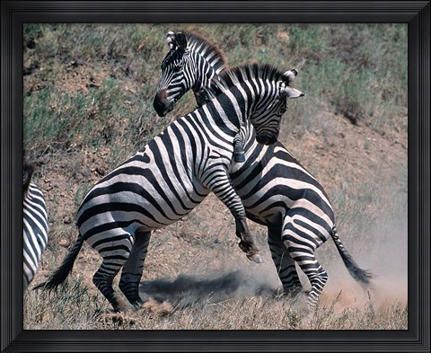 Framed Fighting Burchell&#39;s Zebra, Serengeti, Tanzania Print