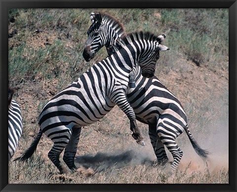 Framed Fighting Burchell&#39;s Zebra, Serengeti, Tanzania Print