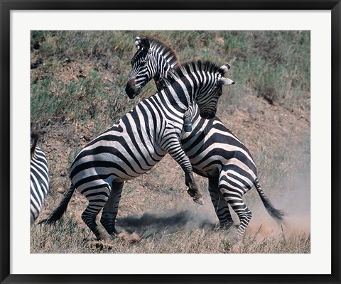 Framed Fighting Burchell&#39;s Zebra, Serengeti, Tanzania Print