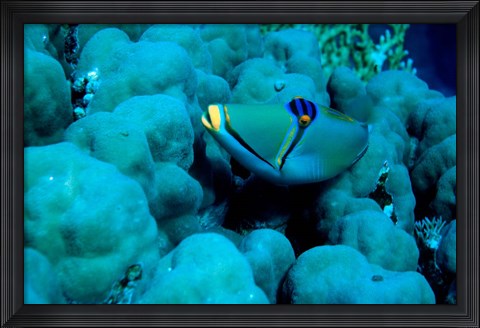 Framed Arabian Picasso Triggerfish, Panorama Reef, Red Sea, Egypt Print
