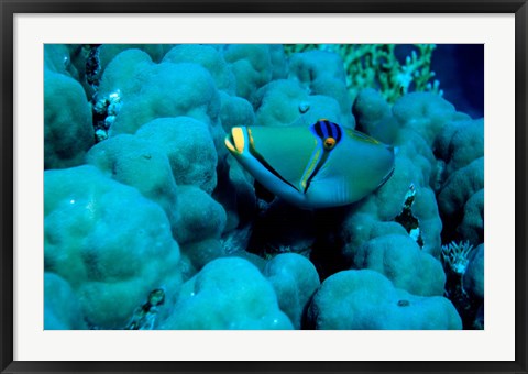 Framed Arabian Picasso Triggerfish, Panorama Reef, Red Sea, Egypt Print