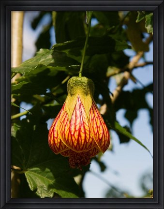 Framed Africa; Malawi; Zomba; Flower at Zomba Mountain Lodge Print
