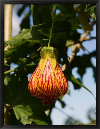 Framed Africa; Malawi; Zomba; Flower at Zomba Mountain Lodge Print