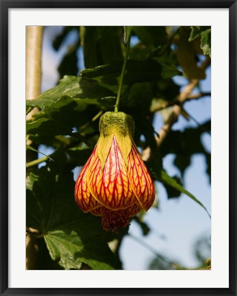 Framed Africa; Malawi; Zomba; Flower at Zomba Mountain Lodge Print