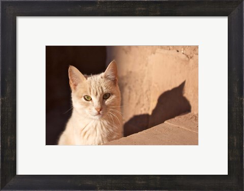 Framed Cat inside kasbah de Taourirt; same clay color! Print