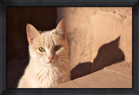 Framed Cat inside kasbah de Taourirt; same clay color! Print