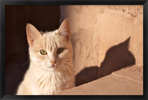 Framed Cat inside kasbah de Taourirt; same clay color! Print